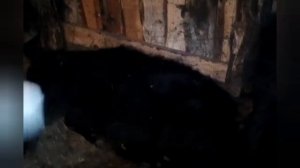 Привесы быков/ 6 месяцев/ кормление жомом