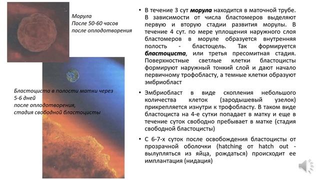 Оплодотворение. Стадии развития плодного яйца  Критические периоды внутриутробного развития плода.