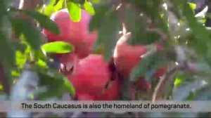 Гранат король фруктов в Азербайджане