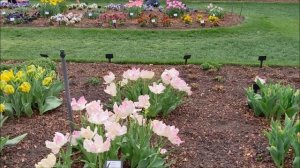 Уход за тюльпанами}Тюльпаны отцвели,что дальше с ними делать?Как закрыть опустевшую клумбу?#тюльпан