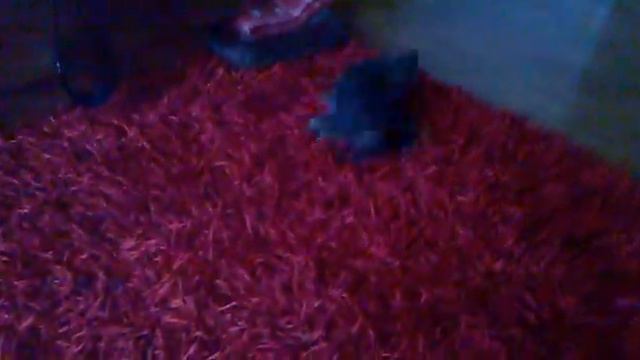 Wet Yorkshire Terrier