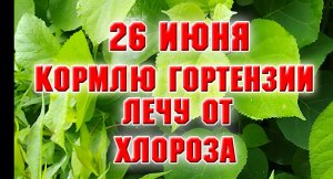 26 июня. Подкармливаю гортензию, лечу от хлороза
