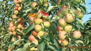 Яблоня колоновидная Память Блынского (malus) ? обзор: как сажать, саженцы яблони Память Блынского