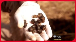 Как делают самый дорогой кофе в мире - Black Ivory Coffee