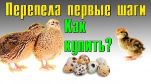 Как покупать перепелов? Перепела первые шаги