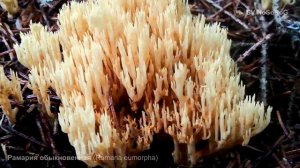Рамария обыкновенная (Ramaria eumorpha)