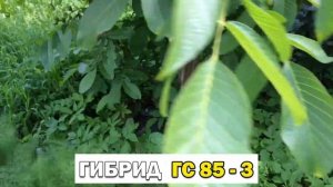 Грецкий орех. 2 год плодоношения. Урожаю быть! 24.06.2020.