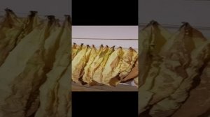 сушка табака в Сибири