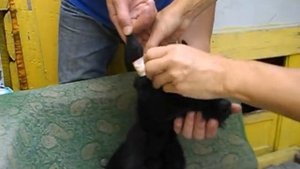 Как накручивать ушки ризеншнауцеру? .AVI