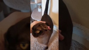 Котята европейской бурмы. Мальчики. 2 месяца. Свободны для покупки