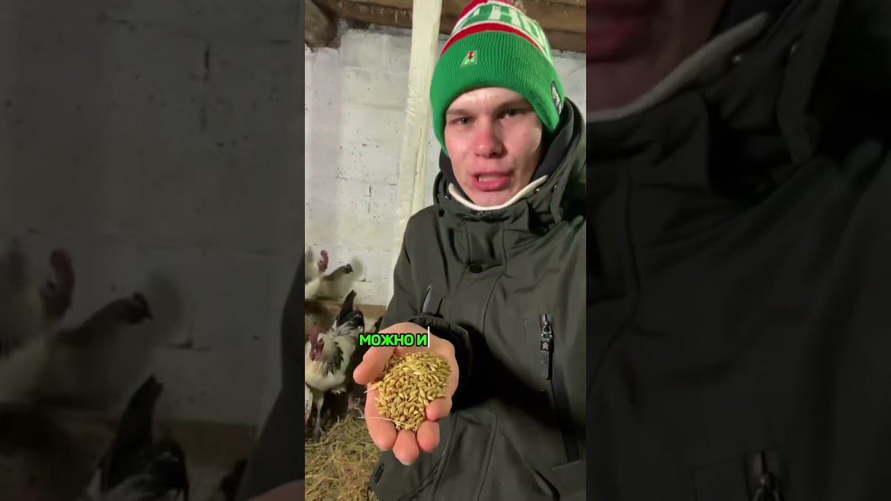 ЧТОБЫ КУРЫ НЕСЛИСЬ ЗИМОЙ смотреть онлайн