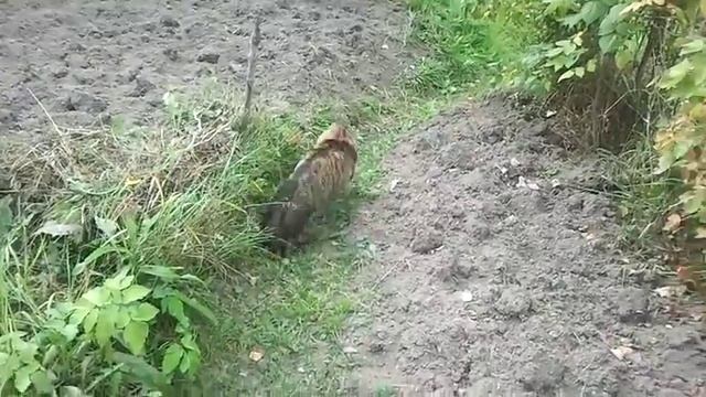 Уинстон и мыши смотреть онлайн