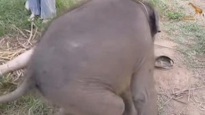 Слоненок Хочет Любви | Слоненок Любит Обниматься | Забавный и Милый Слон