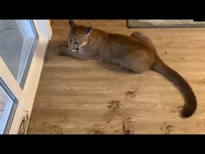 Месси устроил разгром в доме! маленький чертёнок