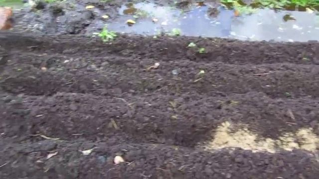 Как посадить лук под зиму. Делюсь опытом. смотреть онлайн