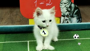 ⚽ Футбол. Чемпионат мира среди котят. 2023. Финальный Матч ?