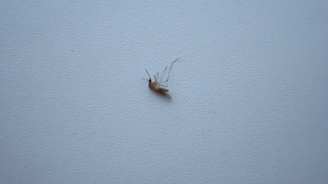 Как действует Раптор на комара (fdvfilm1981) смотреть онлайн