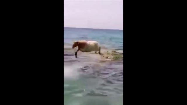 друг в беде не бросит лишнего не спросит смотреть онлайн