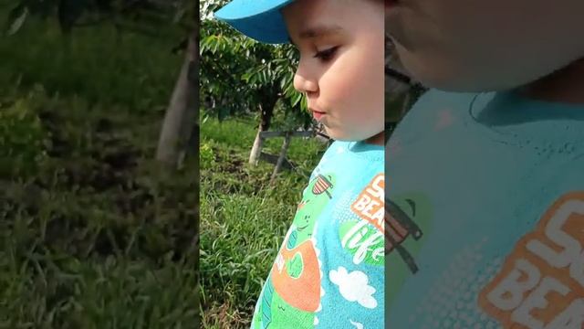 созревает голубика.