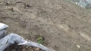 Разведение маточного корня малины Маточный корень у малины