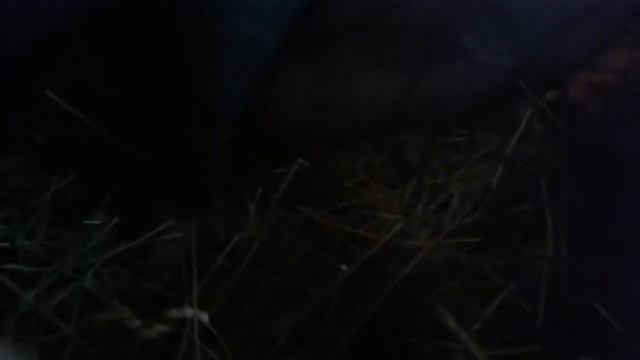 признаки перед опоросом. смотреть онлайн