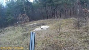 Охота с ягдтерьером на лису , размен в тупиковой норе