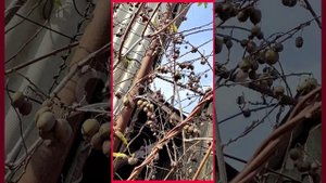 актинидия аргута сорт 'Ананасная'
