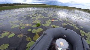 Ловля на кружки щуки и окуня
