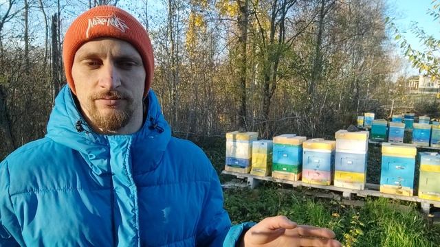 Содержание пчел в ппс ульях Lyson смотреть онлайн