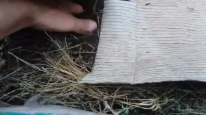 Картон хорошая мульча.