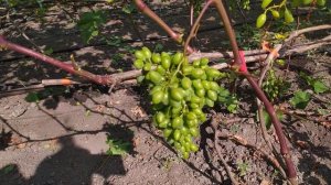 Защита ягод винограда от подгорания на солнцепёке.