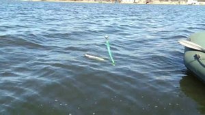 ловля судака на спиннинг весной. Водоем Старобешево.