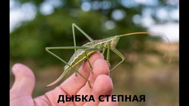 НАСЕКОМЫЕ для детей | Учим и угадываем насекомых | Учим названия и их звуки для малышей смотреть онлайн