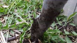 ПРИСПОСОБЛЕНИЕ ДЛЯ УДАЛЕНИЯ ОДУВАНЧИКА С КОРНЕМ