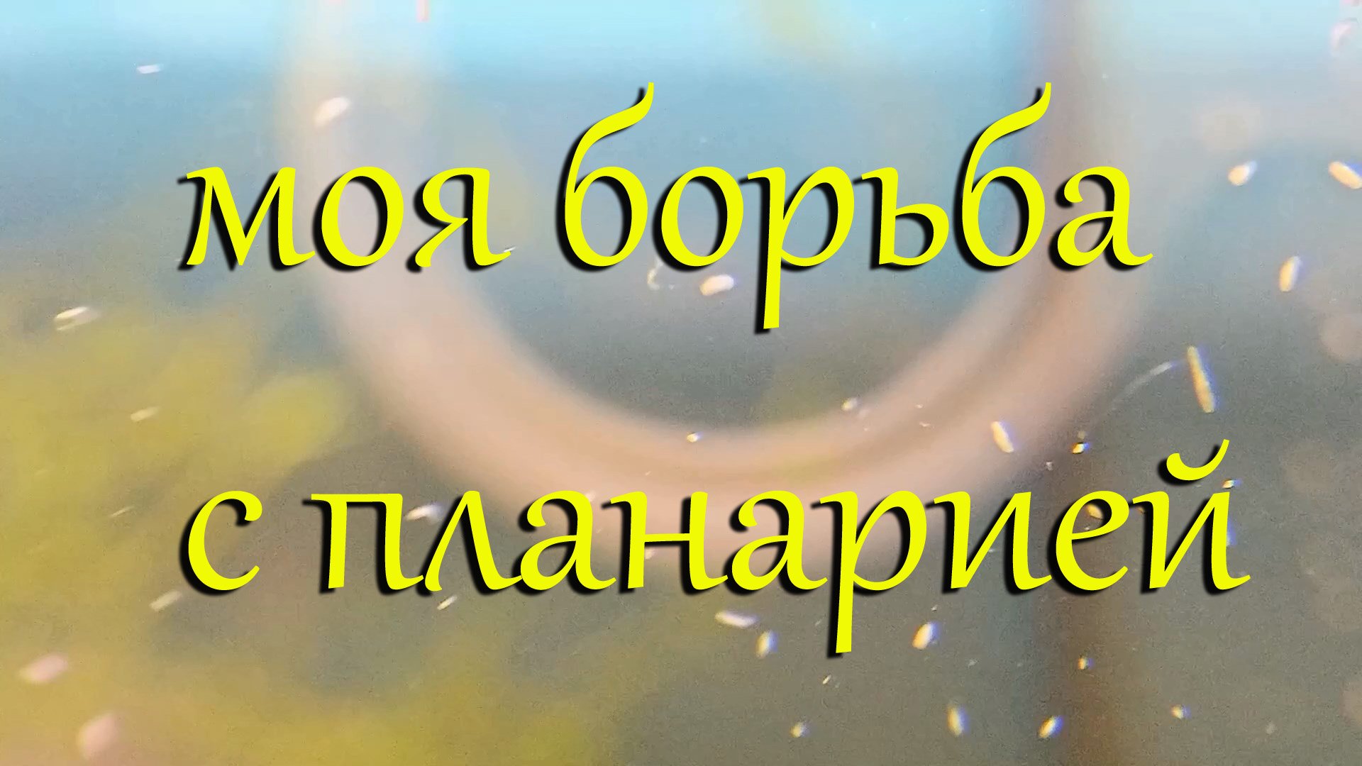 #Борьба с планарией в креветочнике с каридинами и неокаридинами. #Лечение аквариума от планарии.