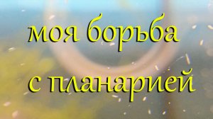 #Борьба с планарией в креветочнике с каридинами и неокаридинами. #Лечение аквариума от планарии.