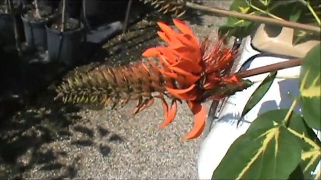 Sunshine Tree смотреть онлайн