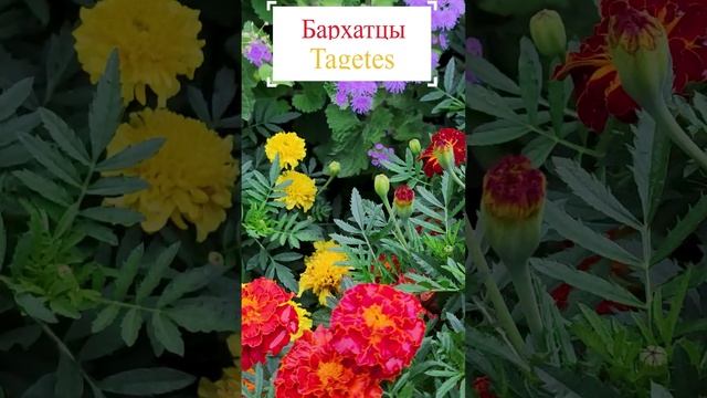 Полянка Бархатцев (Tagetes).?