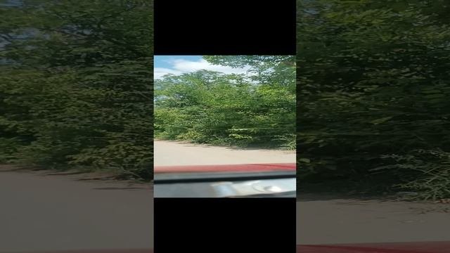 как Мы застряли в дебрях ЛНР
