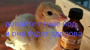 Как давать индюкам йод, чтобы птица была здорова.