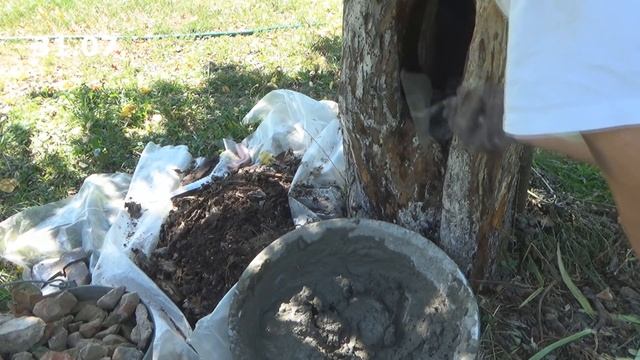 Как заделать дупло. Осенняя побелка деревьев. смотреть онлайн