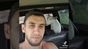 Козочка сломала ногу...