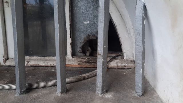 Коты эрмитажа. #бездомныйкот #котыэрмитажа. Кошки в эрмитаже.  #Приколыскошками.