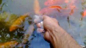 gold fish.mp4