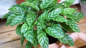 WP 1 - Calathea Freddie | Relax your mind with the beauty of houseplants in minutes