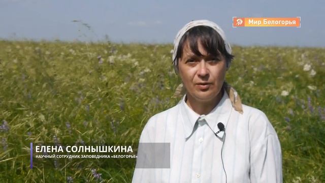 Как цветет заповедник Ямская степь смотреть онлайн
