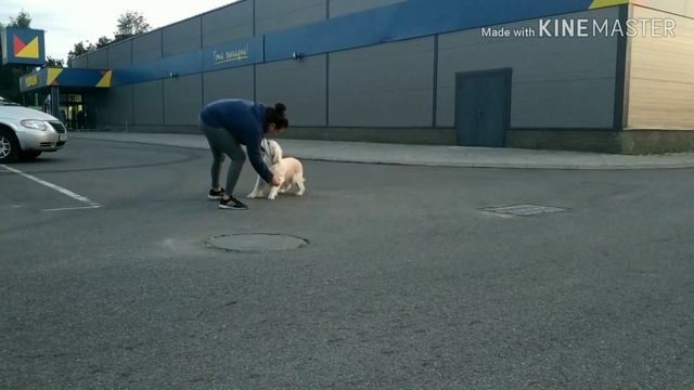 Golden retriever has a hurricane temperament!!! 😅😅😅 смотреть онлайн