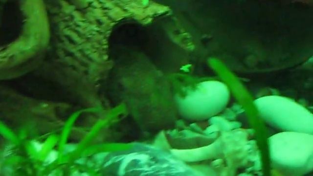 Рыбки присоски завтракают смотреть онлайн