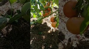 Томат Персидская сказка