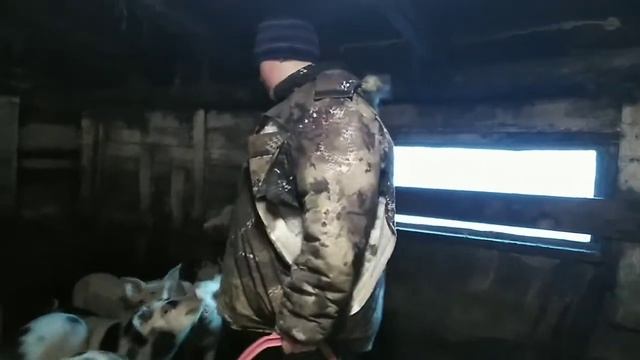 Кормление свиней в нашем хозяйстве смотреть онлайн